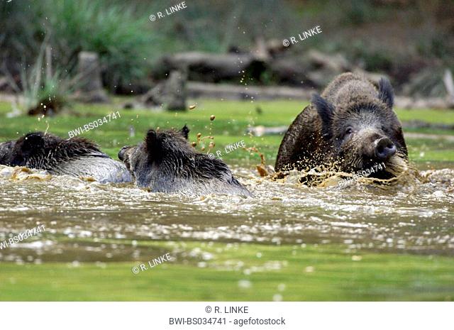 wild boar, pig (Sus scrofa), three animals wallowing in a forest pond, Germany