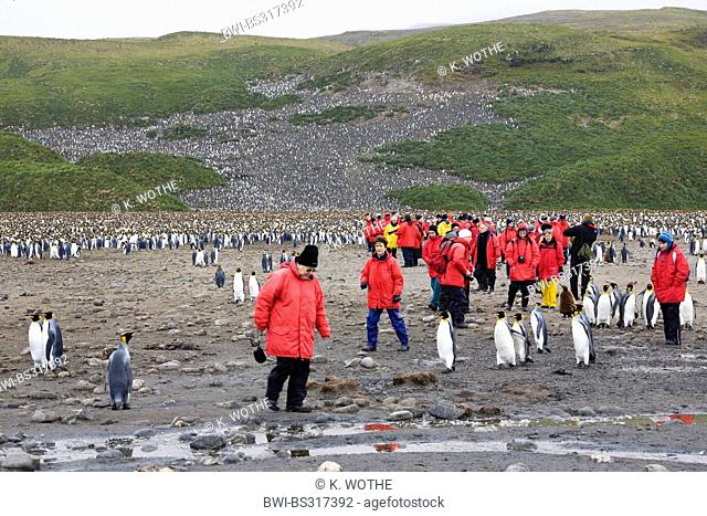 king penguin (Aptenodytes patagonicus), tourists in red anoraks between birds of a large colony at the beach, Suedgeorgien, Salisbury Plains