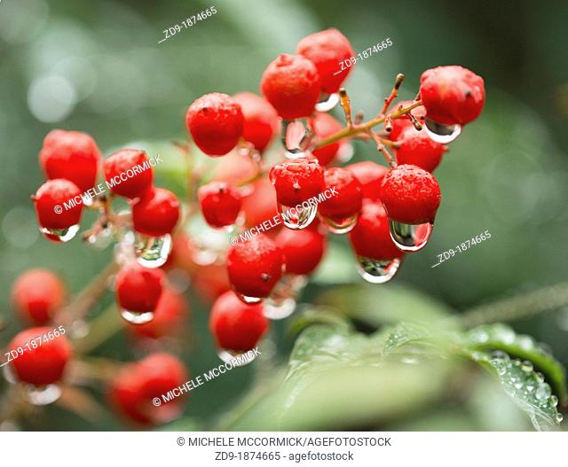 Raindrops hang tenuously on bright red pyracantha berries