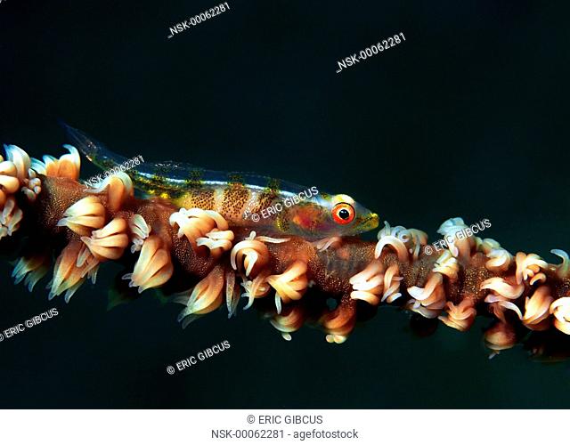 Large Whipgoby (Bryaninops amplus) underwater, Philippines, Mindoro, Puerto Galera, Sabang beach