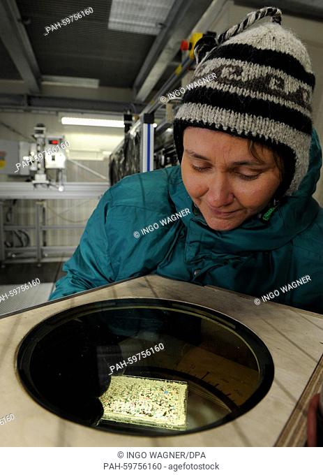 Geologist and glaciologist of the Alfred Wegener Institute for Polar and Marine Research (AWI), Ilka Weikusat, examines a sample of ice that was found under an...
