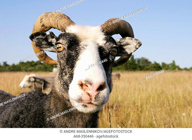 Ewe of the sheep breed called 'gutefar' that has horns. Sweden
