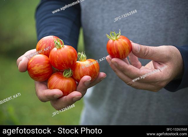 Man holds freshly harvested 'Tigerella' tomatoes in his hands
