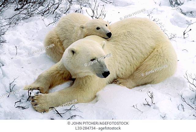 Polar bear cub (Ursus maritimus) clinging to mother for warmth