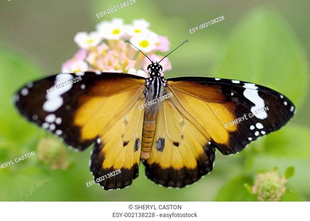 male orange butterfly Plain Tiger Danaus chrysippus African Monarch