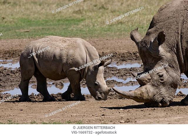 white rhino, Ceratotherium Simum, Sweetwaters, Laikipia, KENYA, Africa - SWEETWATERS, LAIKIPIA, KENYA, 24/09/2008