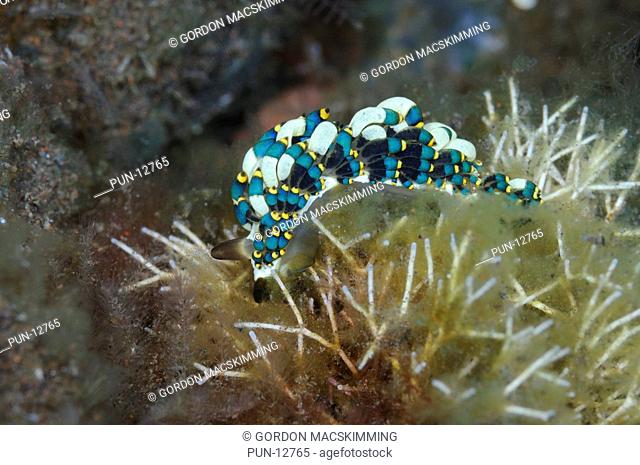 The colouration of this species Cuthona yamasui as shown here is not necessarily typical and may vary from specimen to specimen It is a hydroid feeder with a...