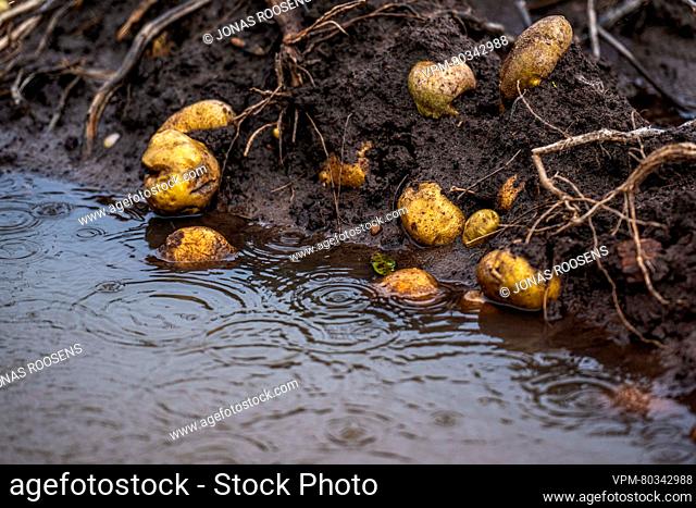 Raindrops are seen on a potato field, after days of heavy rain in Stabroek, Antwerp, Sunday 19 November 2023. Potato farmers face problems to harvest the...
