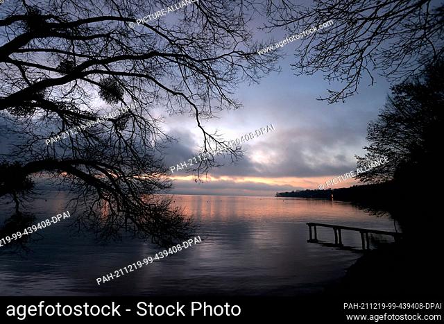 19 December 2021, Bavaria, Utting: The Ammersee lies shortly before sunrise behind a tree covered with mistletoe. Photo: Karl-Josef Hildenbrand/dpa