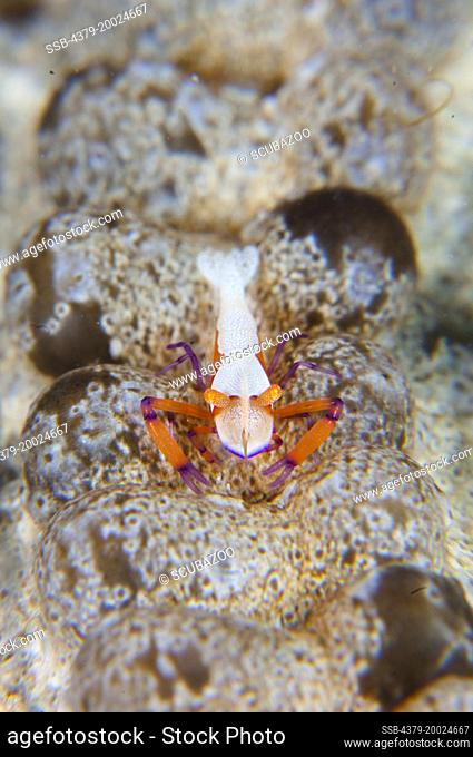 A colourful Emperor Shrimp, Periclimenes imperator, facing the camera, on the surface of a synaptid sea cucumber, Taliabu Island, Sula Islands, Indonesia