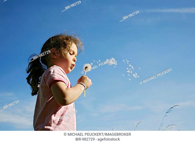 Girl, 5 years, blowing blowballs, dandelion seeds (Taraxacum officinale), Switzerland, Europe