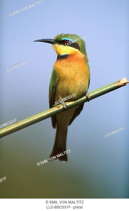 Little Bee-eater Merops pusillus Perched on a Branch  Nkasa Rupara National Park, Eastern Caprivi, Namibia