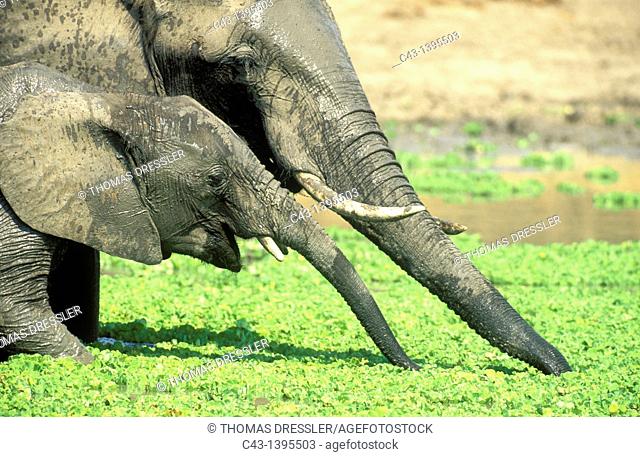African Elephant Loxodonta africana - Female with calf at a waterhole which is covered with Water Lettuce Pistia stratiotes  South Luangwa National Park, Zambia