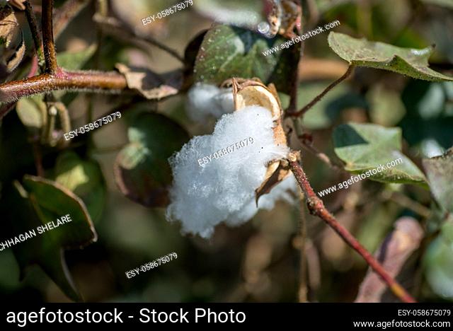 Cotton farm field, Close up of cotton balls and flowers. Agriculture field,