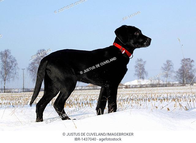 Black Labrador Retriever puppy, young male dog, playing in the snow, winter
