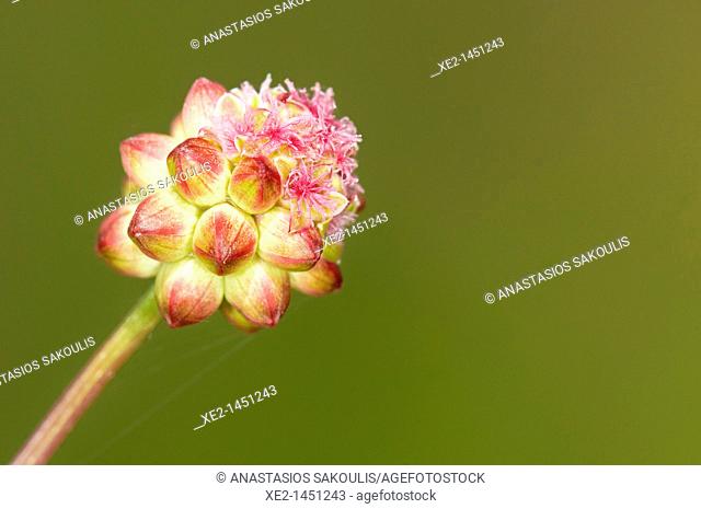 Sanguisorba minor (Salad burnet, Garden burnet, Small burnet, burnet), Greece