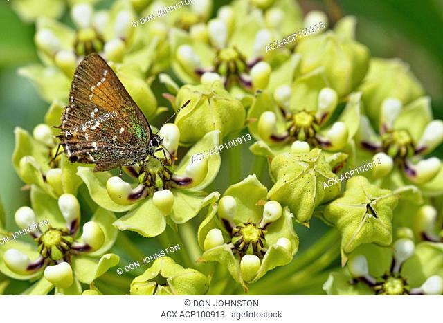 Antelope-Horns (Asclepias asperula) and foraging butterfly, Turkey Bend LCRA, Marble Falls, Texas, USA