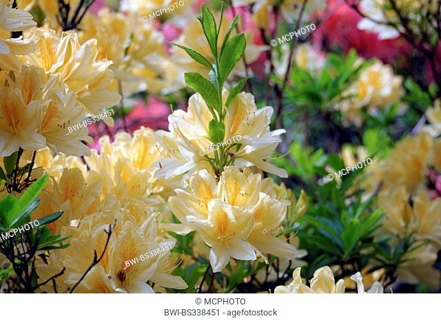 rhododendron (Rhododendron mollis x sinensis ), yellow blooming cultivar