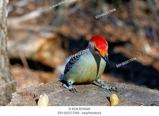 Red-bellied Woodpecker Melanerpes carolinus