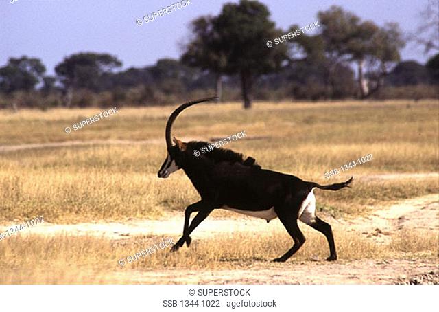 Side profile of a Sable Antelope running in a field, Zimbabwe Hippotragus niger