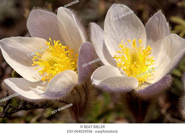 Pulsatilla Vernalis - Spring Pasqueflower