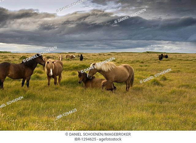 Icelandic horses, Iceland, Europe