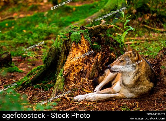 Wolf oder Grauwolf (Canis lupus) beim Ruhen