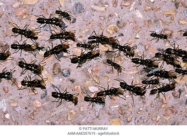 Black Ponerine Ants carry Termites from Raid, Uganda (Megaponera foetens)
