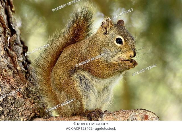 A wild red squirrel 'Tamiasciurus hudsonicus'; sitting on branch of a spruce tree using his front paws to hold something that he is eating in rural Alberta...