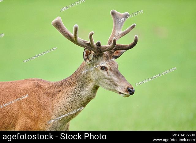 red deer (cervus elaphus), stag, meadow, clearing, sideways, stand, half portrait