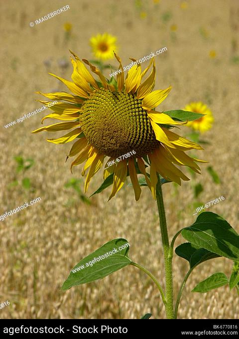 Sunflowers (Helianthus annuus) in the oat (Avena sativa) field, sowing oat, Sunflowers in the oat field, sowing oat
