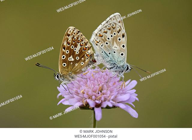Two copulating Chalkhill blue