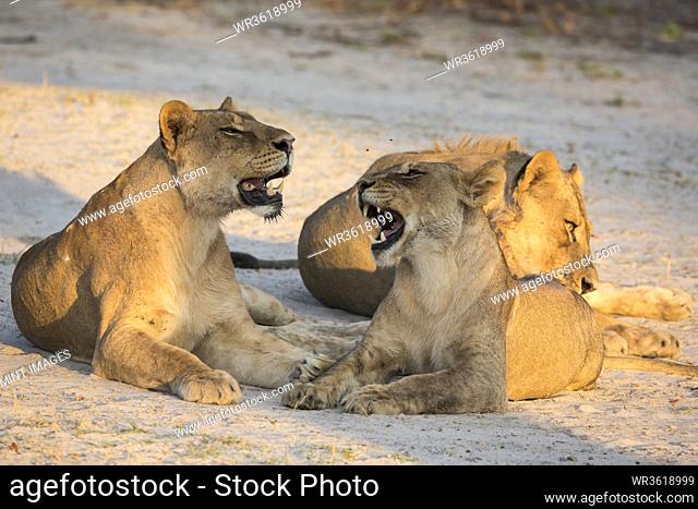 A pride of female lions lying resting at sunset