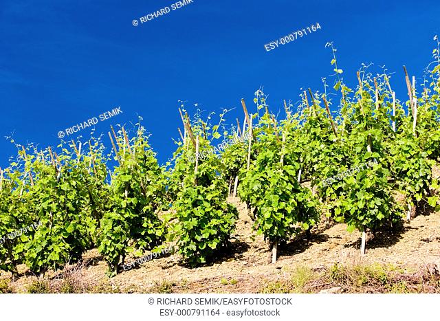 grand cru vineyard, Côte Rotie, Rhône-Alpes, France