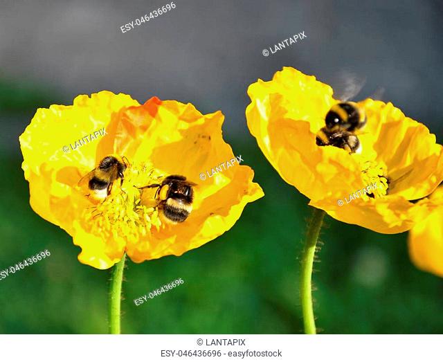 Iceland poppy with bumblebees