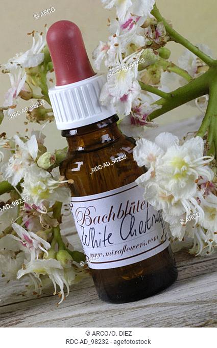 Bottle with Bach Flower Stock Remedy 'Horse Chestnut' Aesculus hippocastanum