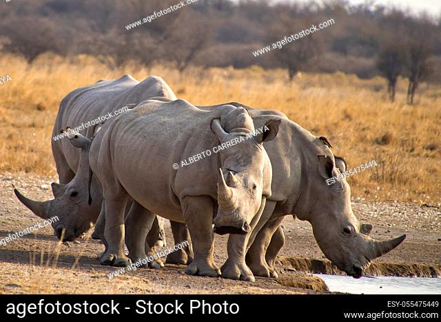 White Rhinoceros, Ceratotherium simum, Square-lipped Rhinoceros, Khama Rhino Sanctuary, Serowe, Botswana, Africa