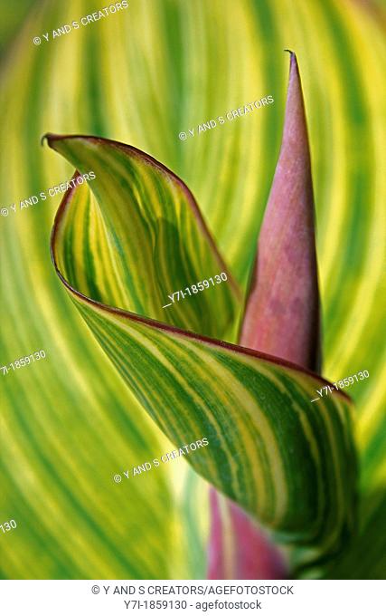 Leaf of Canna indica