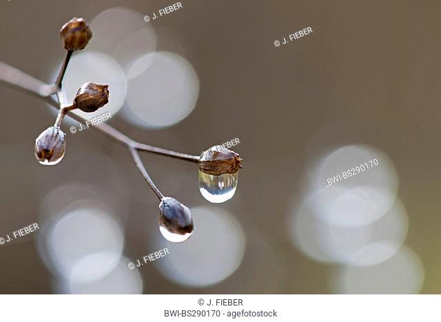 dewdrops hanging from a branch, Germany, Rhineland-Palatinate