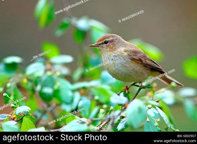 Common chiffchaff or (Phylloscopus collybita), Solms, Hesse, Germany, Europe