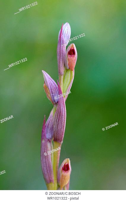 Small flowered Tongue Orchid, Serapias parviflora