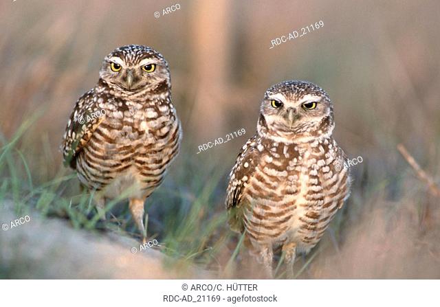 Burrowing Owls pair Florida USA Athene cunicularia