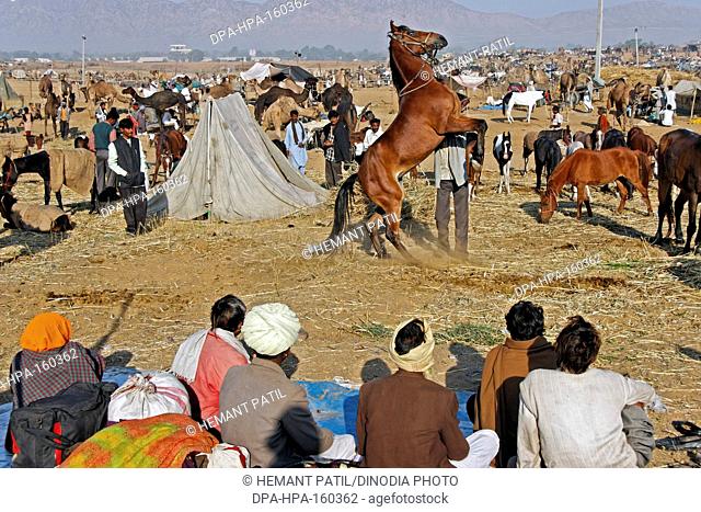 Horse being check ; Pushkar Mela ; Rajasthan ; India
