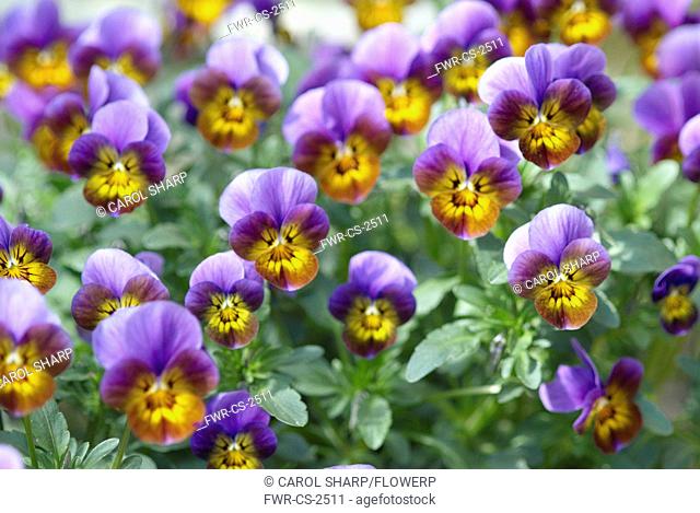 Viola tricolor, Heartsease