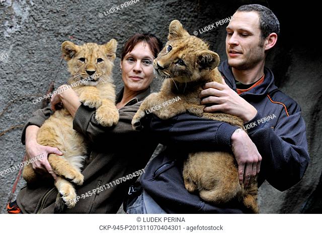 Cubs of Barbary lion Basty (left) and Terry were introduced in an outdoor enclosure in zoo in Olomouc, Czech Republic, November 7, 2013