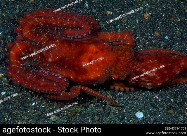 Starry Night octopus (Octopus luteus) on black sand, Lembeh Strait, Sulawesi, Indonesia