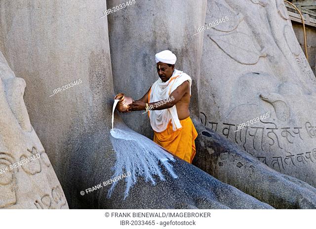 A local priest is pouring milk on the feet of the gigantic statue of Gomateshwara in Sravanabelagola, Karnataka, India, Asia