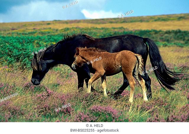 Exmoor pony (Equus przewalskii f. caballus), in a flowering heathland; a foal with its mare, United Kingdom, Devon, Suedengland, Dartmoor-Nationalpark