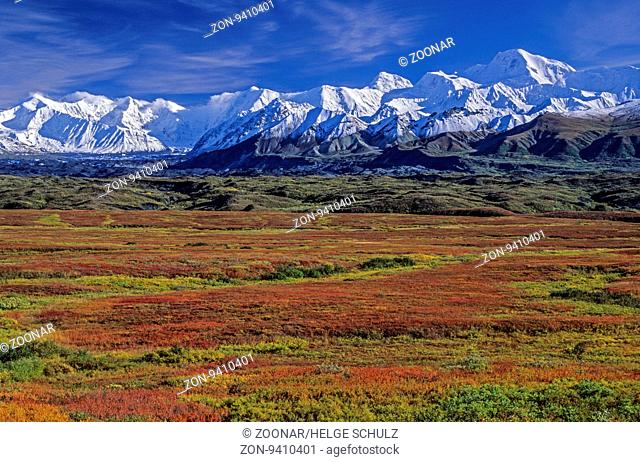 Tundralandschaft im Herbst mit Alaskakette und Muldrow Gletscher / Tundra in fall with Alaska Range and Muldrow Glacier / Denali Nationalpark - Alaska