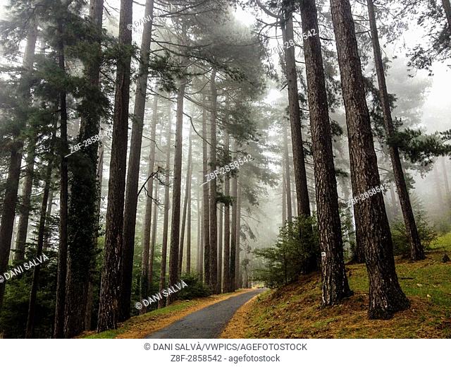 Fir tree forest with fog in southern France